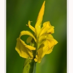 Iris_des_marais_28_05_2016_003-border