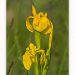 Iris_des_marais_28_05_2016_004-border