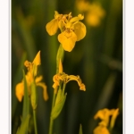 Iris_des_marais_28_05_2016_005-border
