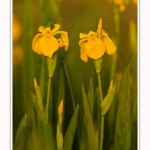 Iris_des_marais_28_05_2016_007-border