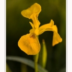 Iris_des_marais_28_05_2016_008-border