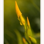 Iris_des_marais_28_05_2016_009-border