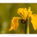 Iris_des_marais_28_05_2016_010-border