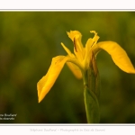 Iris_des_marais_28_05_2016_011-border