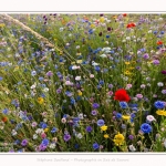 Jachere_fleurie_24_07_2016_001-border
