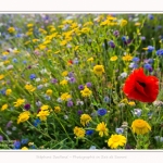 Jachere_fleurie_24_07_2016_002-border