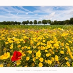Jachere_fleurie_Cap_Hornu_28_07_2016_002-border