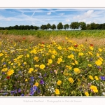 Jachere_fleurie_Cap_Hornu_28_07_2016_003-border