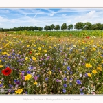 Jachere_fleurie_Cap_Hornu_28_07_2016_004-border
