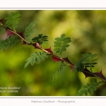Les_jardins_des_lianes_0001-border