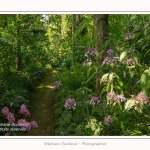 Les_jardins_des_lianes_0042-border