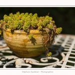 Les_jardins_des_lianes_0057-border