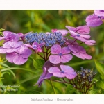 Les_jardins_des_lianes_0120-border