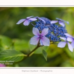 Les_jardins_des_lianes_0135-border