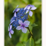 Les_jardins_des_lianes_0136-border