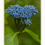 Les_jardins_des_lianes_0137-border