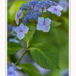 Les_jardins_des_lianes_0138-border