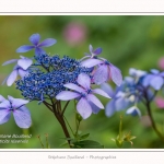 Les_jardins_des_lianes_0140-border
