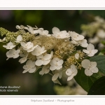 Les_jardins_des_lianes_0141-border
