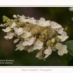 Les_jardins_des_lianes_0143-border