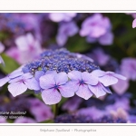 Les_jardins_des_lianes_0147-border