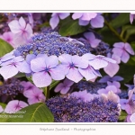 Les_jardins_des_lianes_0148-border