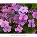 Les_jardins_des_lianes_0151-border