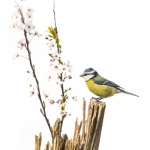 Mesange_bleue_fond_blanc_12_03_2014_002