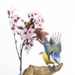 Mesange_bleue_fond_blanc_16_03_2014_001-Modifier