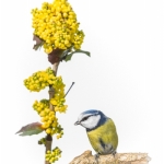Mesange_bleue_fond_blanc_16_03_2014_004-Modifier