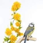 Mesange_bleue_fond_blanc_18_03_2014_001-Modifier