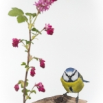 Mesange_bleue_fond_blanc_23_03_2014_001-Modifier