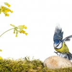 Mesange_bleue_fond_blanc_23_03_2014_012-Modifier