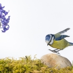 Mesange_bleue_fond_blanc_23_03_2014_014-Modifier