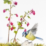 Mesange_bleue_fond_blanc_23_03_2014_016-Modifier