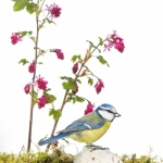 Mesange_bleue_fond_blanc_23_03_2014_017-Modifier