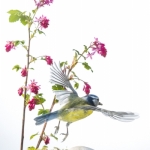 Mesange_bleue_fond_blanc_23_03_2014_021-Modifier