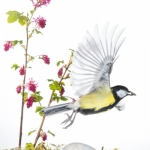 Mesange_charbonniere_fond_blanc_23_03_2014_035-Modifier