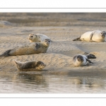 Phoque commun, ou veau marin (Phoca vitulina)