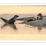 Phoque commun, ou veau marin (Phoca vitulina)