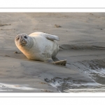 Phoque commun, ou veau marin (Phoca vitulina)