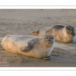 Phoque commun, ou veau marin (Phoca vitulina)