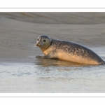 Phoque commun, ou veau marin (Phoca vitulina)