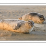 Phoque commun, ou veau marin (Phoca vitulina)