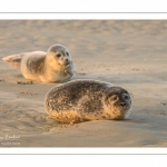 Phoque commun, ou veau marin (Phoca vitulina)