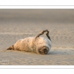 Phoque commun, ou veau marin (Phoca vitulina)