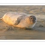 Phoque commun, ou veau marin (Phoca vitulina)