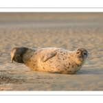 Phoque commun, ou veau marin (Phoca vitulina)