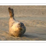 Phoque commun, ou veau marin (Phoca vitulina)