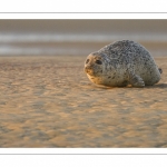 Phoque commun, ou veau marin (Phoca vitulina)